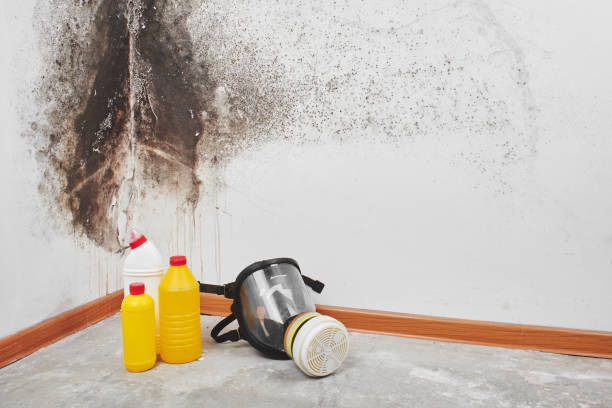 Best Mold Remediation  in Lemmon, SD