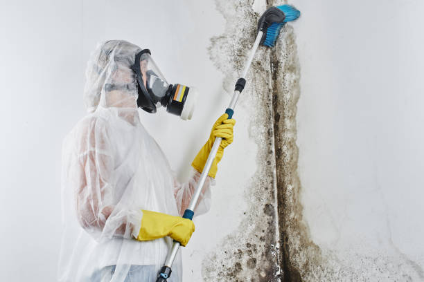 Best Best Mold Removal Companies  in Lemmon, SD