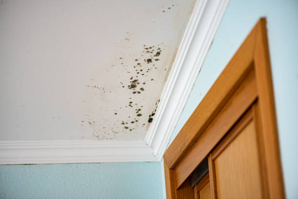 Lemmon, SD Mold Removal Company