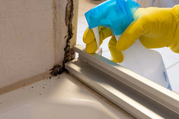 Best Black Mold Removal  in Lemmon, SD