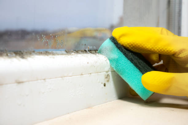 Best Professional Mold Removal  in Lemmon, SD