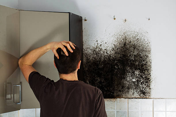 Best Affordable Mold Removal  in Lemmon, SD