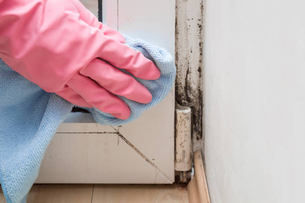 Best Emergency Mold Removal  in Lemmon, SD